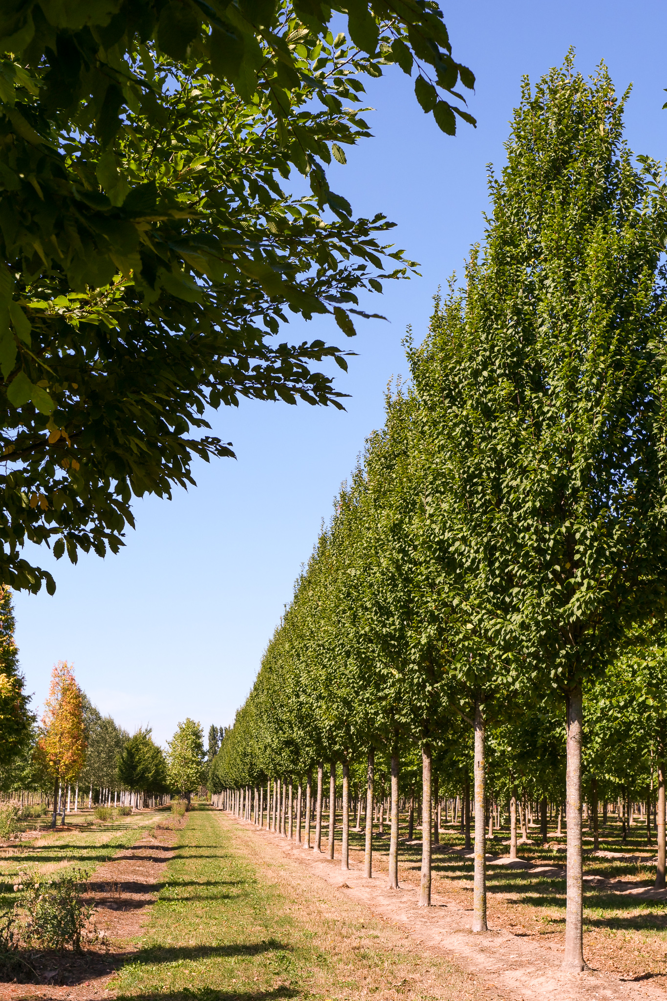 AUTUMN BASK PANT LUCAS XL オータム ルーカス Carpinus betulus 'Lucas' | Carpinus betulus 'Lucas' - Van den Berk